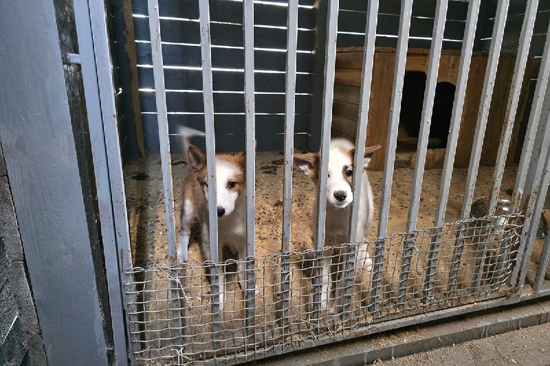 МП «ЖЭК-3» занимается отловом бездомных собак в Ханты-Мансийском районе.  По вопросам отлова обращайтесь по телефону: +7 (3467) 377-077